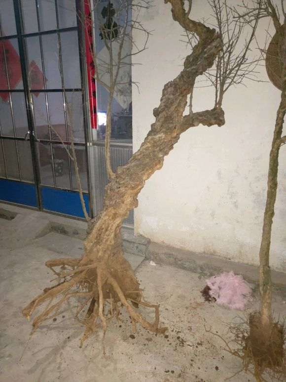 石榴下山桩播种一个多月了 还没发芽 图片