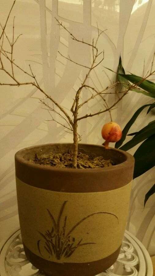 石榴下山桩播种一个多月了 还没发芽 图片