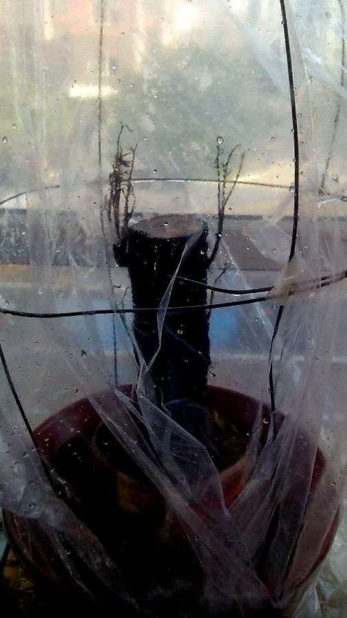 石榴下山桩播种一个多月了 还没发芽 图片