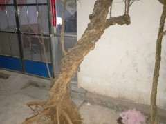 石榴下山桩播种一个多月了 还没发芽 图片