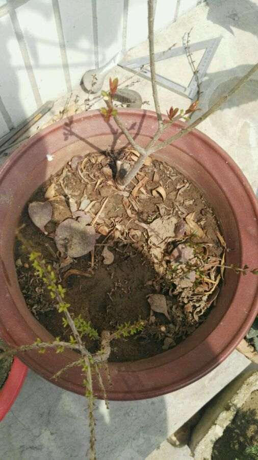 石榴下山桩小苗 今年能开花不 图片