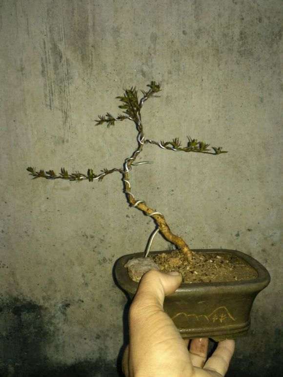 石榴下山桩小苗 今年能开花不 图片