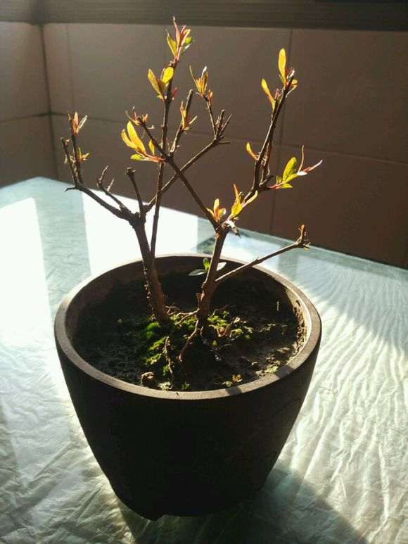 石榴下山桩小苗 今年能开花不 图片