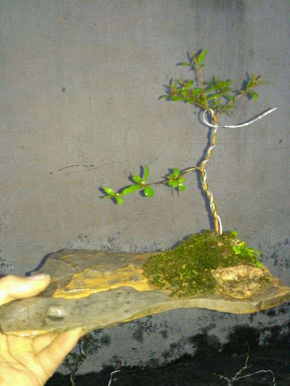 石榴下山桩小苗 今年能开花不 图片