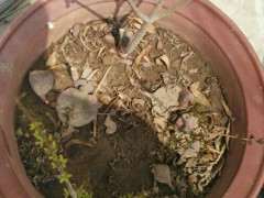 石榴下山桩小苗 今年能开花不 图片