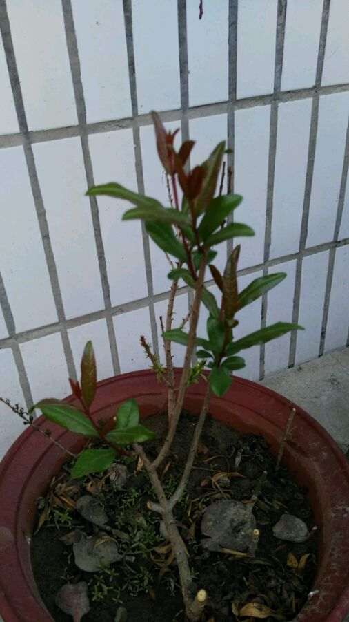 石榴下山桩用种子播很好 发芽没问题 图片