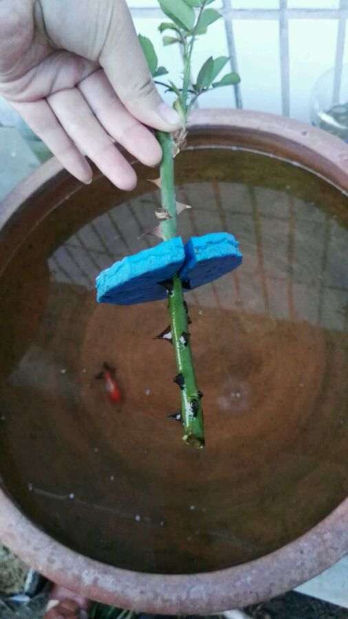 石榴下山桩用种子播很好 发芽没问题 图片