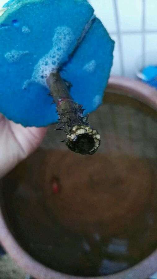 石榴下山桩用种子播很好 发芽没问题 图片