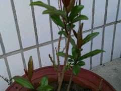 石榴下山桩用种子播很好 发芽没问题 图片