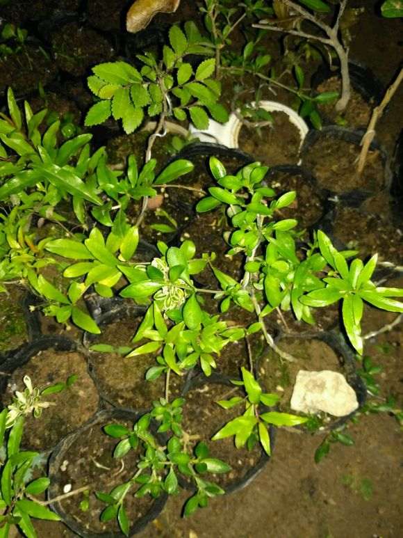 石榴下山桩20多天发芽 大家看看 图片