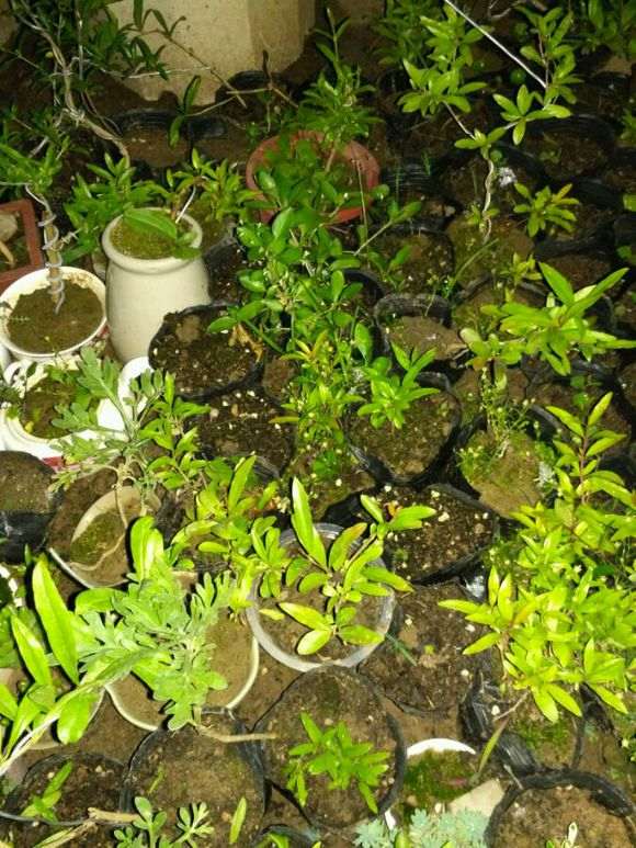 石榴下山桩20多天发芽 大家看看 图片