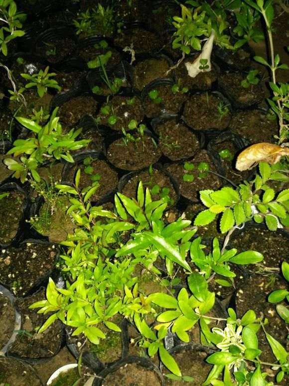 石榴下山桩20多天发芽 大家看看 图片