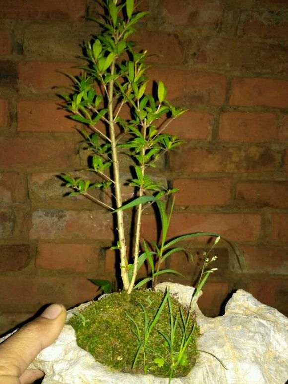 石榴下山桩20多天发芽 大家看看 图片