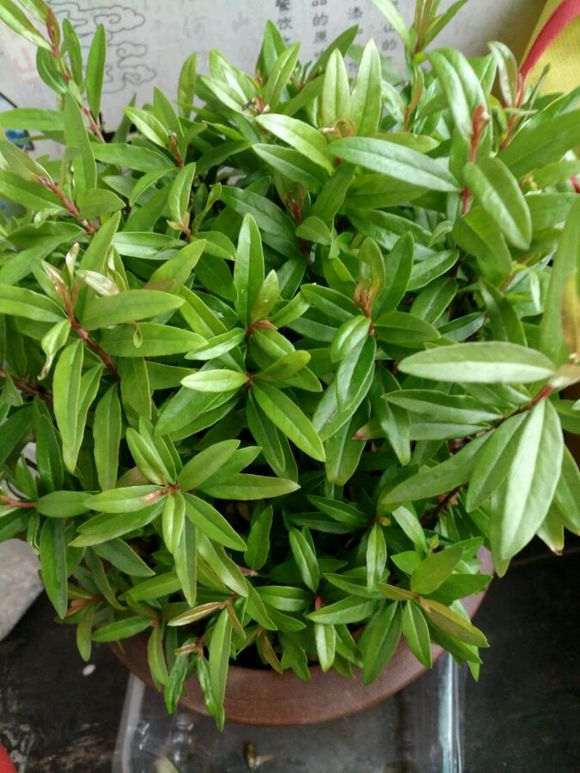 石榴下山桩喜肥 生长季节每月两次 图片