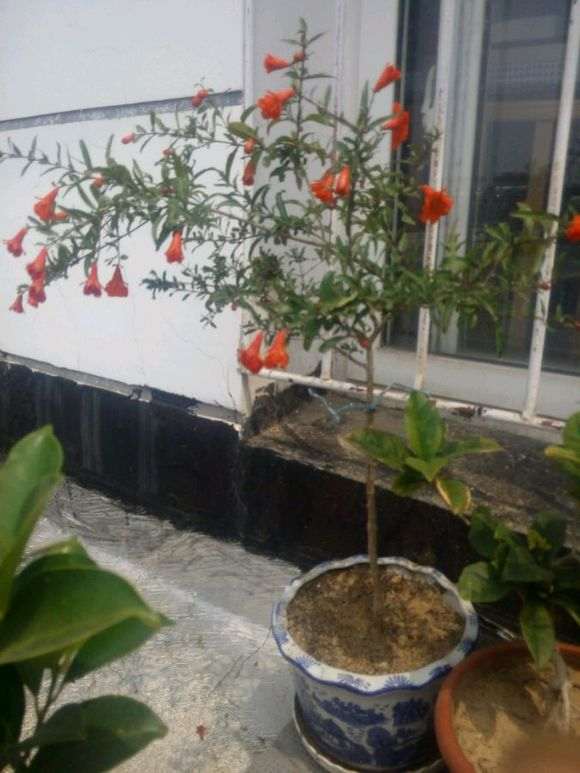 石榴下山桩喜肥 生长季节每月两次 图片