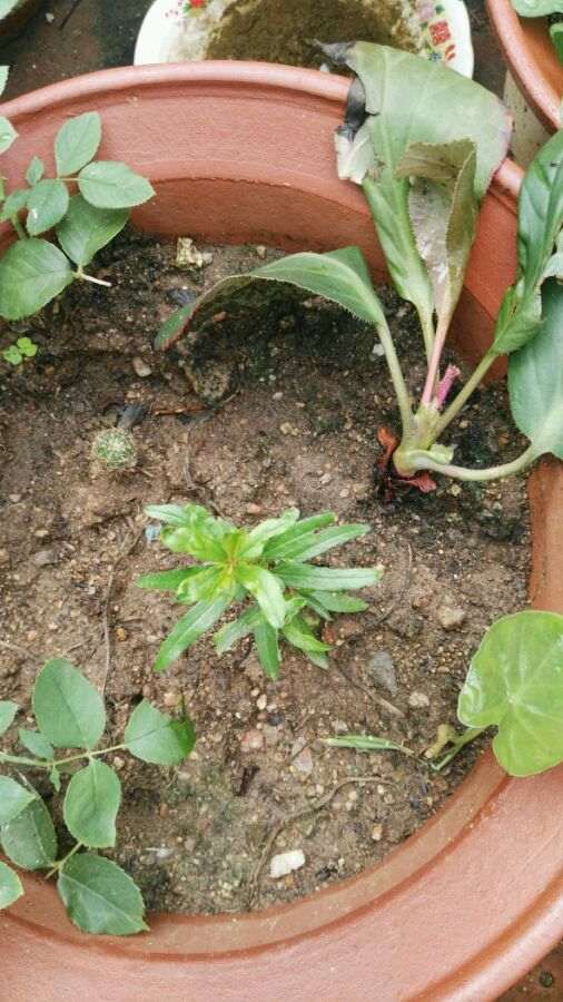 石榴下山桩喜肥 生长季节每月两次 图片