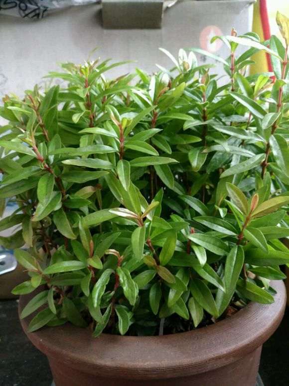 石榴下山桩喜肥 生长季节每月两次 图片