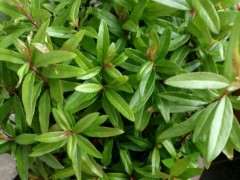 石榴下山桩喜肥 生长季节每月两次 图片