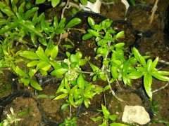 石榴下山桩20多天发芽 大家看看 图片