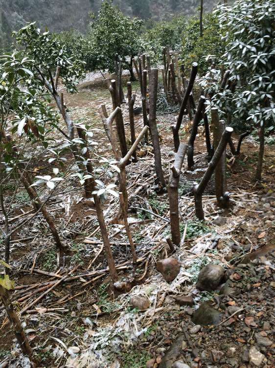 四个冬青下山桩树桩 一共1000块钱 亏吗