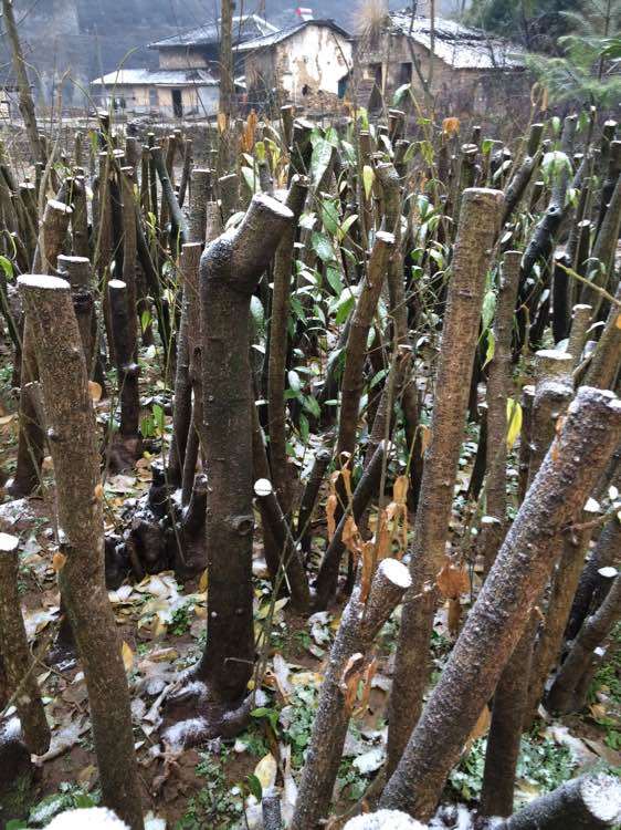 四个冬青下山桩树桩 一共1000块钱 亏吗