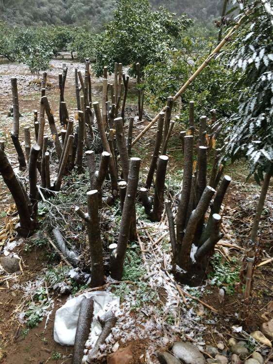 四个冬青下山桩树桩 一共1000块钱 亏吗