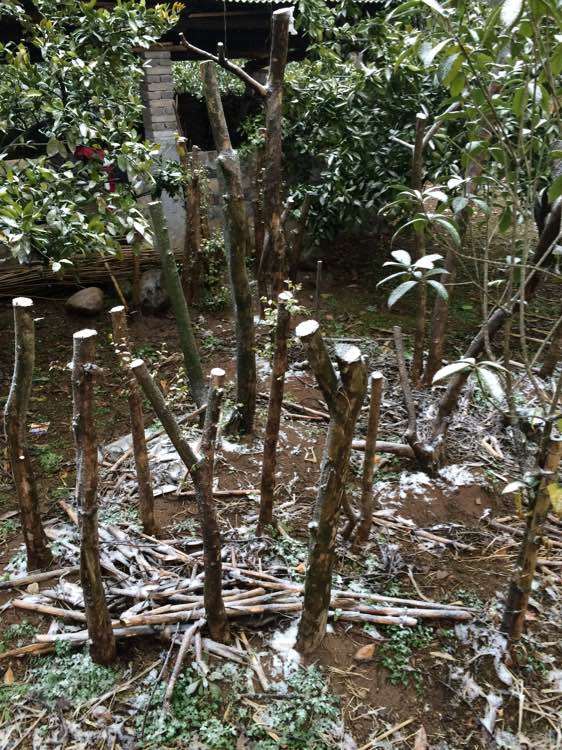 四个冬青下山桩树桩 一共1000块钱 亏吗