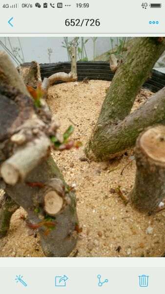 石榴下山桩树怎么硬枝扦插的方法 图片