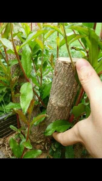 石榴下山桩树怎么硬枝扦插的方法 图片