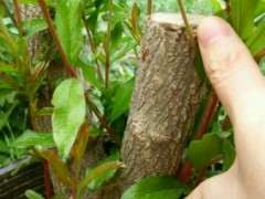 石榴下山桩树怎么硬枝扦插的方法 图片