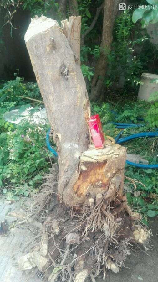 下午弄了棵20公分的石榴下山桩 图片