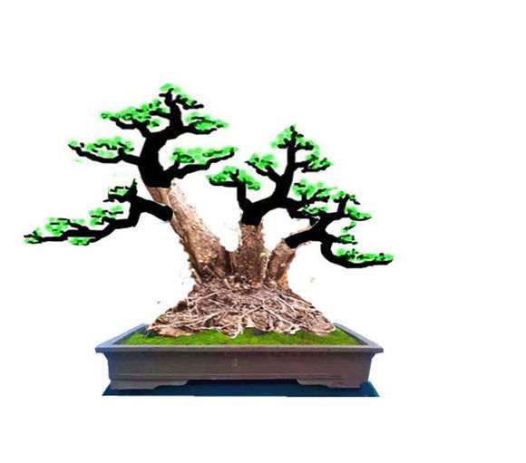 石榴下山桩老桩怎么截枝的方法 图片