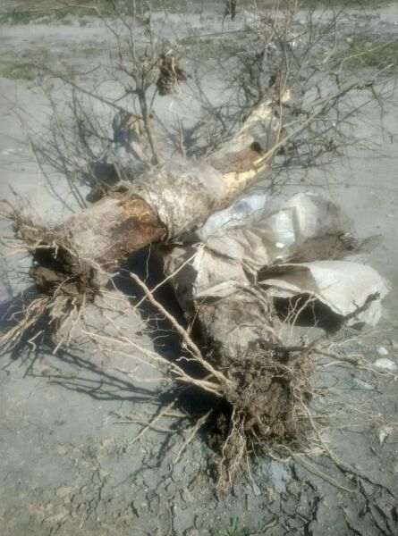 三年前扦插的石榴下山桩 可以吗 图片