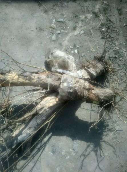 三年前扦插的石榴下山桩 可以吗 图片