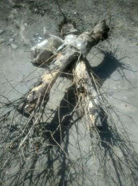 三年前扦插的石榴下山桩 可以吗 图片