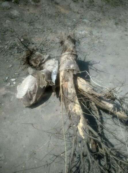 三年前扦插的石榴下山桩 可以吗 图片