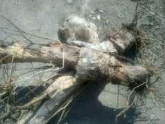 三年前扦插的石榴下山桩 可以吗 图片