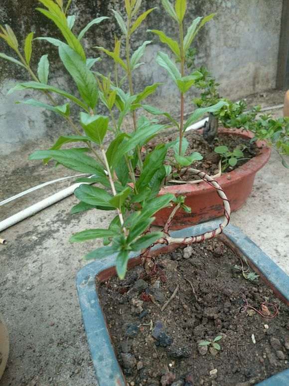 月季石榴下山桩的果什么时候成熟 图片