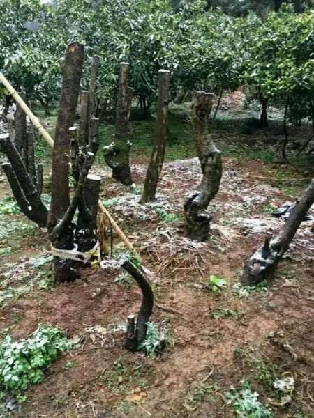 月季石榴下山桩的果什么时候成熟 图片