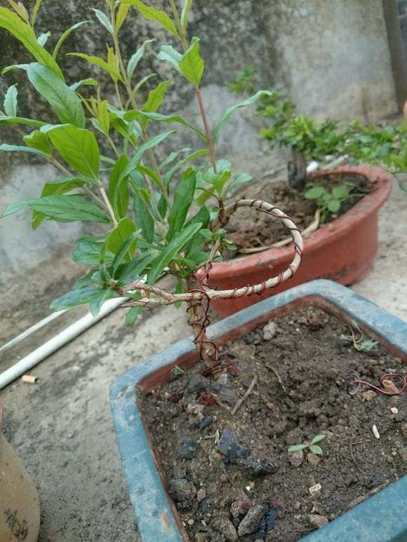 月季石榴下山桩的果什么时候成熟 图片