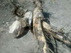 月季石榴下山桩的果什么时候成熟 图片