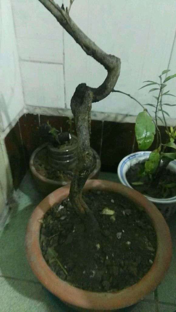 石榴下山桩上盆或叶子掉光了 怎么办 图片