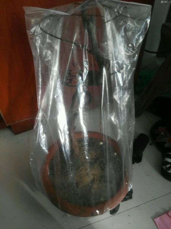 石榴下山桩上盆或叶子掉光了 怎么办 图片