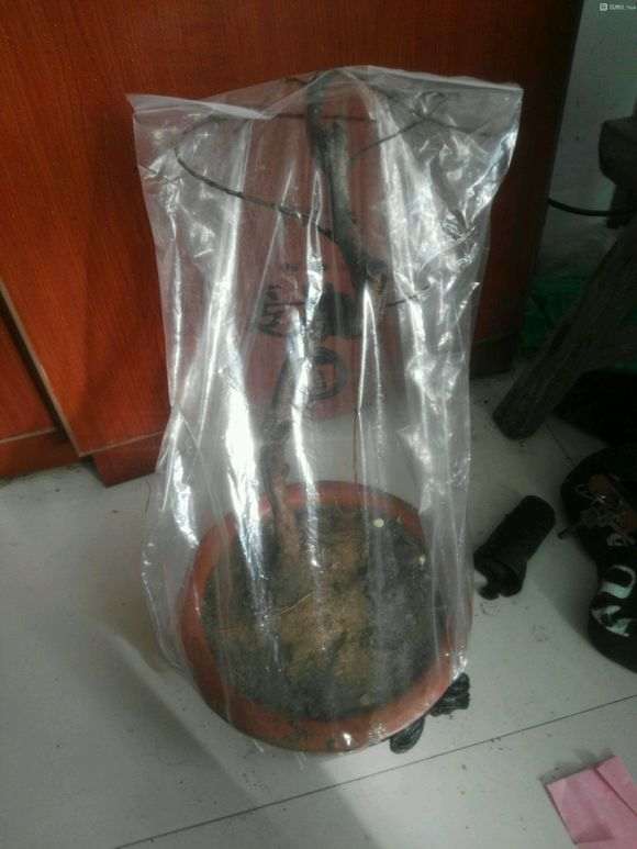 石榴下山桩上盆或叶子掉光了 怎么办 图片