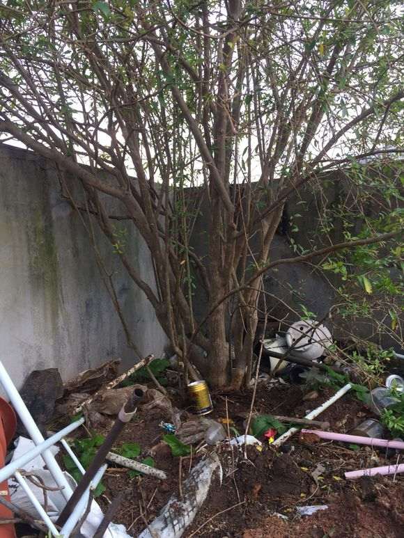 为什么石榴下山桩那么难找 图片