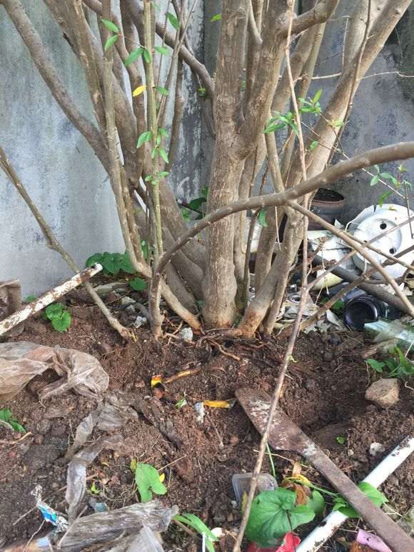 为什么石榴下山桩那么难找 图片