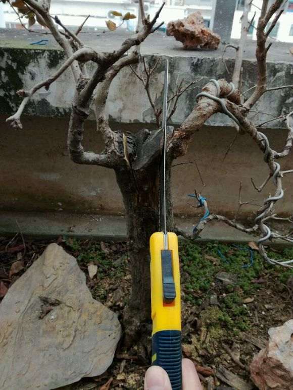 平头的石榴下山桩怎么处理的方法 图片