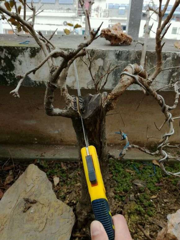 平头的石榴下山桩怎么处理的方法 图片