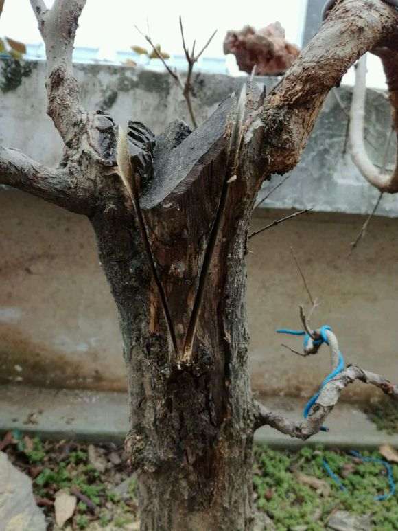 平头的石榴下山桩怎么处理的方法 图片