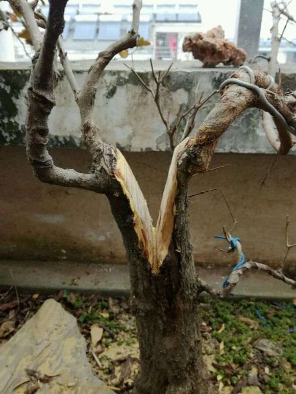 平头的石榴下山桩怎么处理的方法 图片